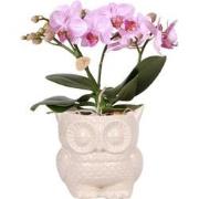 Kolibri Orchids | Phalaenopsis orchidee Blossom Roze in Owl pot nude -...