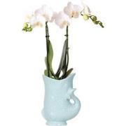 Kolibri Orchids | witte Phalaenopsis orchidee - Amabilis + Fish pot tu...