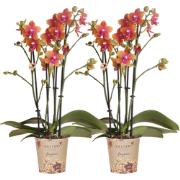 Kolibri Orchids I COMBI DEAL van 2 geurende oranje Phalaenopsis orchid...