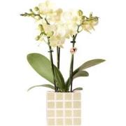 Kolibri Orchids | Gele phalaenopsis orchidee Mexico + Mosa sierpot gro...