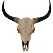 Cosmo Casa Decoratieve Schedel - Polyresin - Stier Longhorn - Trofee H...