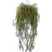 Silk-ka - Hangplant groen 150 cm