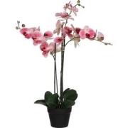 Mica Decorations phalaenopsis in plastic pot roze maat in cm: 75x51x79