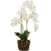 J-line - Orchidee In Aarde Plastiek Wit/groen Large - 32x32x75cm