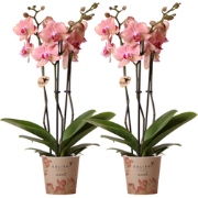 Kolibri Orchids I COMBI DEAL van 2 Phalaenopsis orchideeën - Pirate Pi...