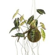 Mica Decorations Kunstplant Alocasia - 64x30x50 cm - foam - Groen