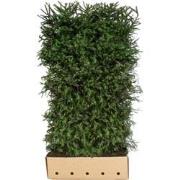 Picea Abies 200 cm