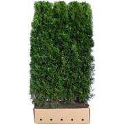 Thuja occidentalis smaragd 200 cm