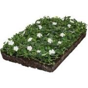 Plantenmat vasteplanten maagdenpalm Vinca Alba prijs per 1m2 cm Coverg...