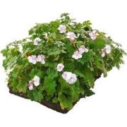 Plantenmat vasteplanten Geranium prijs per 1m2 cm Covergreen