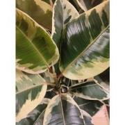 Ficus Elastica Bont 3 stelen 70 cm hoog kamerplant