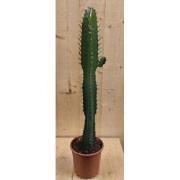 Afrikaanse Melkboom Euphorbia Trigona Cactus 70 cm hoog Groen kamerpla...