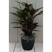 Calathea rood blad zwarte/antraciete pot 40 cm