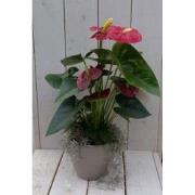 Flamingoplant Anthurium rood in taupe pot 40 cm