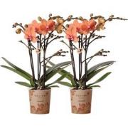 Kolibri Orchids | COMBI DEAL van 2 oranje Phalaenopsis orchideeën - Bo...