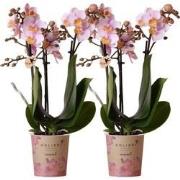 Kolibri Orchids | COMBI DEAL van 2 Roze phalaenopsis orchideeën - Ando...