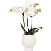 Kolibri Orchids | Witte Phalaenopsis orchidee  Amabilis + Scandic sier...