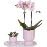 Kolibri Orchids | Plantenset Floral Blush pink small| Groene planten m...