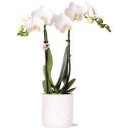 Kolibri Orchids | witte Phalaenopsis orchidee - Amabilis + Leaf pot pi...