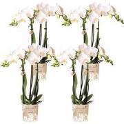 Kolibri Orchids | COMBI DEAL van 4 witte Phalaenopsis orchideeën - Ama...