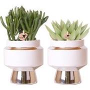 Kolibri Greens | Succulenten set van 2 planten in zilveren Le Chic sie...