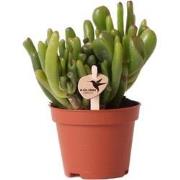 Kolibri Greens | Groene plant - Succulent Crassula Hobbit - potmaat Ø6...