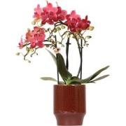 Kolibri Orchids | rode Phalaenopsis orchidee - Congo + Classy red- pot...