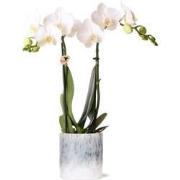 Kolibri Orchids | witte Phalaenopsis orchidee  Amabilis + Sky pot  pot...