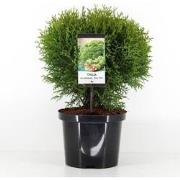 Thuja occidentalis tiny tim 30-40 cm