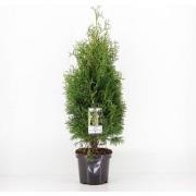 Thuja occidentalis holmstrup