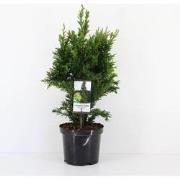 Chamaecyparis obtusa draht 55 cm