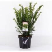 Taxus media farmen 25-30 cm