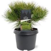 Pinus densiflora Low Glow 25-30 cm Conifeer