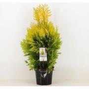 Thuja plicata 4ever goldy