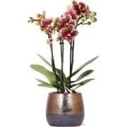 Kolibri Orchids | geel rode Phalaenopsis orchidee  Spain + Elite sierp...