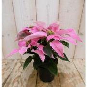 2 stuks! Patio Kerstster Princettia roze