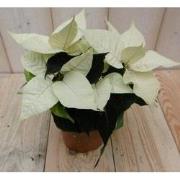 Kerstster 20cm geel