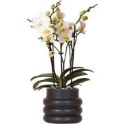 Kolibri Orchids | Witte phalaenopsis orchidee - Lausanne + Bubble pot ...