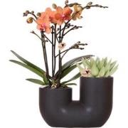 Kolibri Orchids | Set van oranje orchidee Bolzano en succulent in Tube...