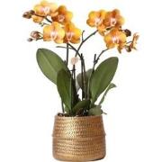 Kolibri Orchids | Oranje Phalaenopsis orchidee Las Vegas in gouden Gro...