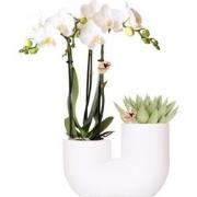 Kolibri Orchids | Set van witte orchidee Amabilis en succulent in Tube...