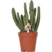 Kolibri Greens | Groene plant - Stapelia - groene kamerplant - vers va...