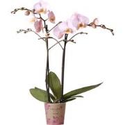 Kolibri Orchids | roze Phalaenopsis orchidee -Mineral Kikion - potmaat...