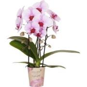 Kolibri Orchids | roze Phalaenopsis orchidee - Niagara Fall  - potmaat...