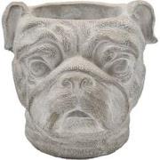 Pot - Bulldog - 19cm - Beton