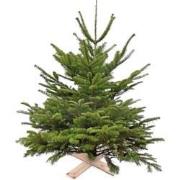 Super Actie Kerstboom Nordman Gezaagd 150 - 200 cm excl pot/kruisvoet