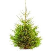 Gewone gezaagde kerstboom Picea Abies Fijnspar 200-250 cm