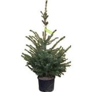 Kerstboom Warentuin Picea Omorika 40 - 60 cm in pot