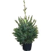 Kerstboom Warentuin Picea Omorika 60 - 80 cm in pot