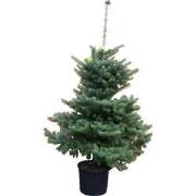 Kerstboom Warentuin Abies Koreana 60 - 80 cm